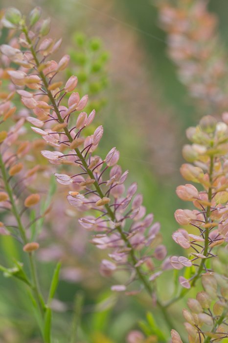 Da determinare - cfr. Lepidium virginicum (Brassicaceae)